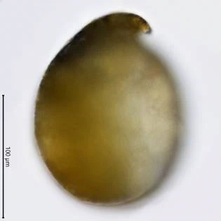 Planhoogenraadia sp