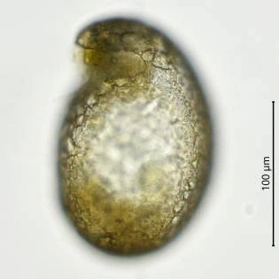 Planhoogenraadia sp