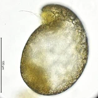 Planhoogenraadia sp