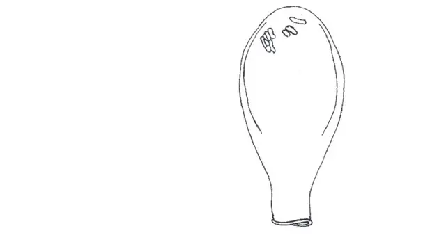 Nebela semimarginata