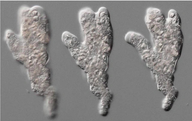 Polychaos centronucleolus