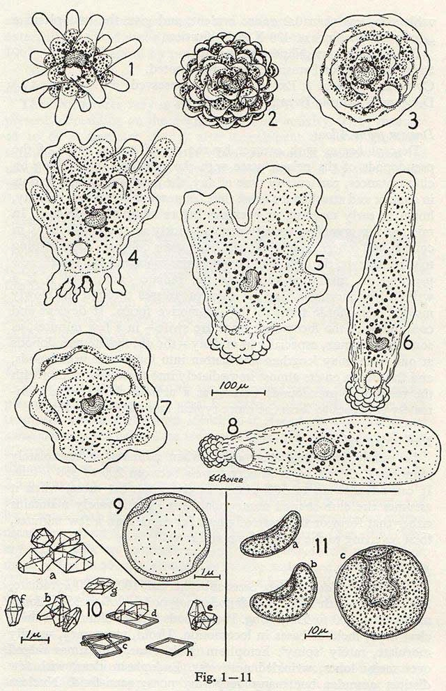 Polychaos nitidubium