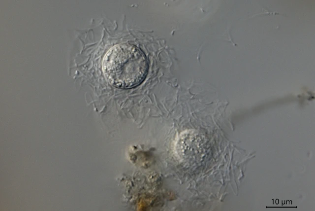 Raphidocystis ambigua