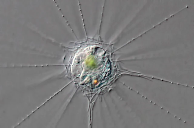 Raphidocystis ambigua