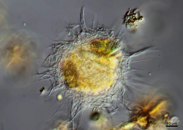 Raphidocystis pallida - Ferry Siemensma