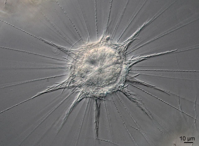 Raphidocystis pallida