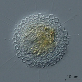 Pompholyxophrys punicea