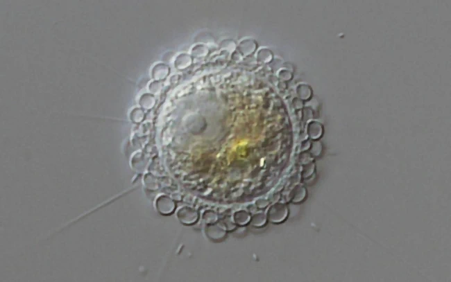 Pompholyxophrys punicea