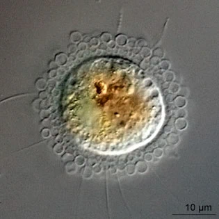 Pompholyxophrys punicea