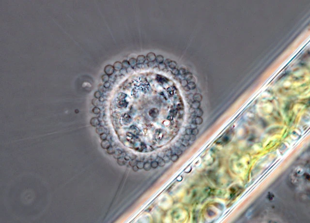 Pompholyxophrys punicea