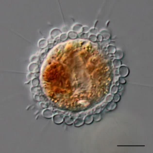 Pompholyxophrys punicea