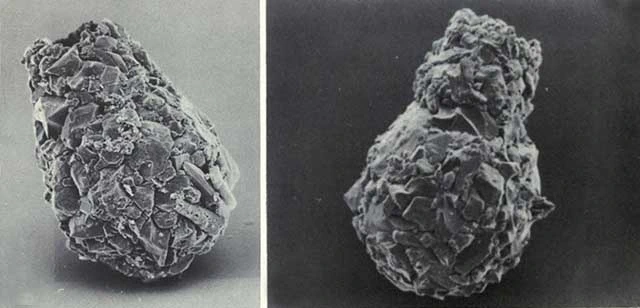 Pontigulasia montana