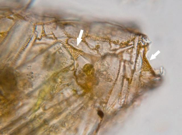 Pontigulasia rhumbleri