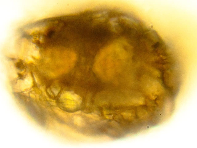 Pontigulasia rhumbleri