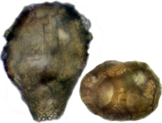 Pontigulasia rhumbleri