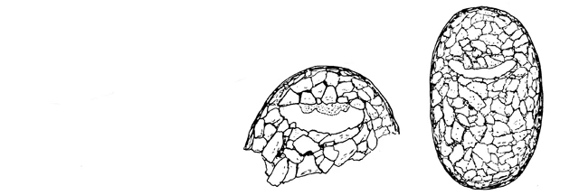Protoplagiopyxis aperta