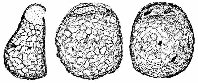 Protoplagiopyxis delamarei