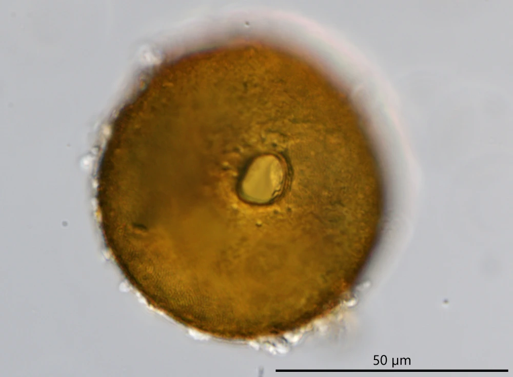 Antarcella pseudarcella