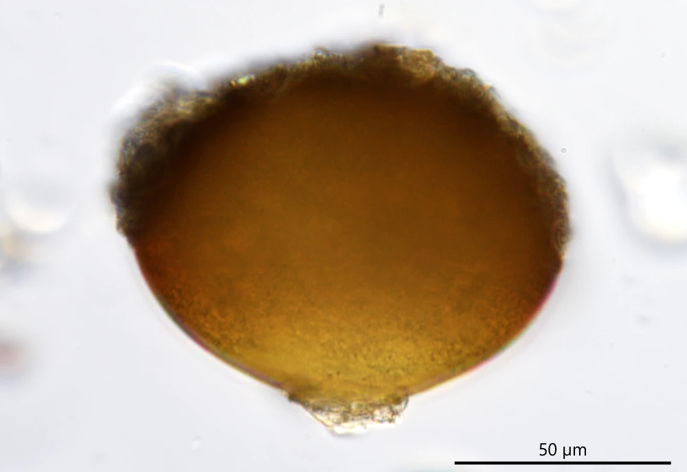 Antarcella pseudarcella