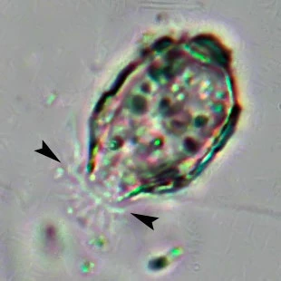 Psammonobiotus