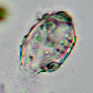 Psammonobiotus