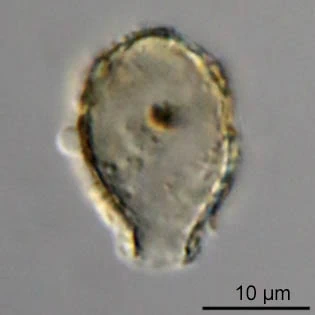 Pseudodifflugia fascicularis