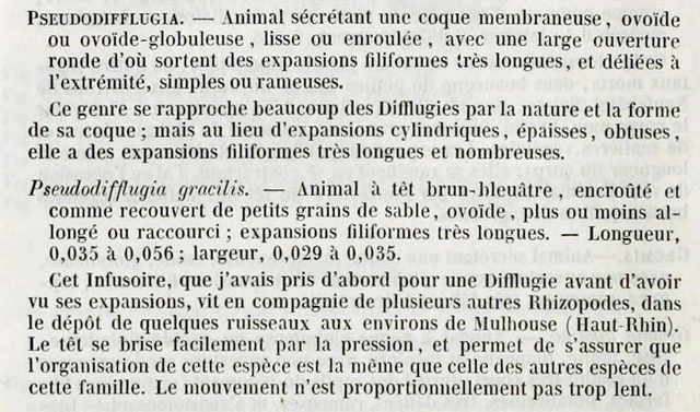 Pseudodifflugia virescens