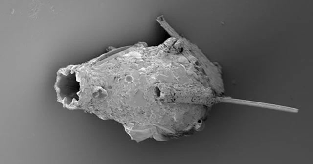 Pseudonebela africana