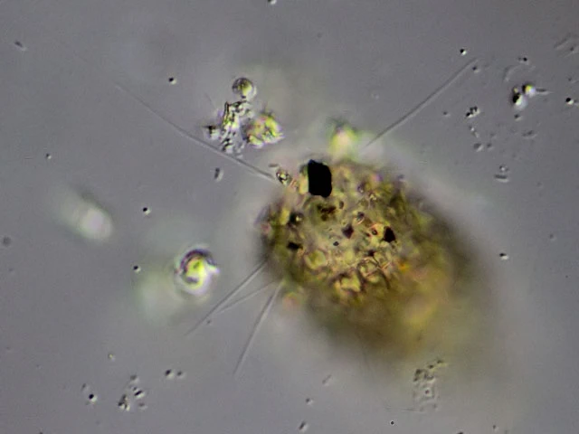 Pseudodifflugia archeri