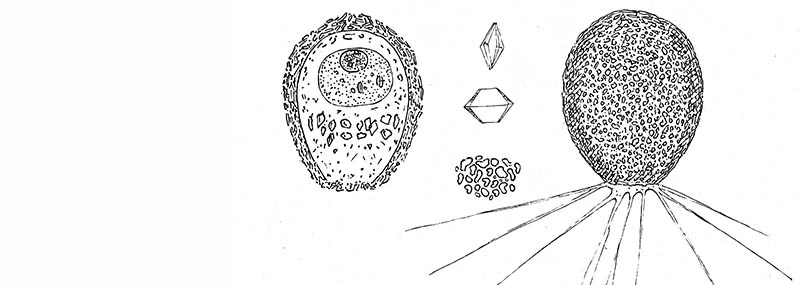 Pseudodifflugia archeri
