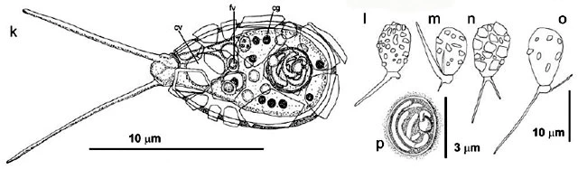 Pseudodifflugia spec.
