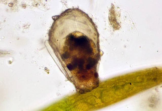 Pseudonebela africana