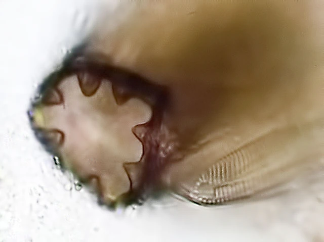 Pseudonebela africana