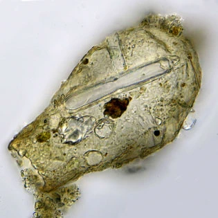 Pseudonebela africana