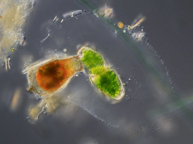 Pseudonebela africana