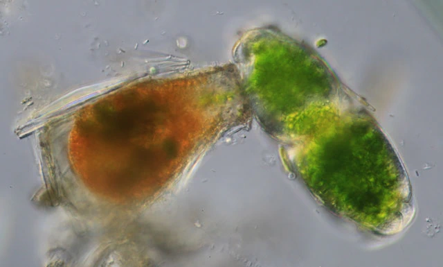 Pseudonebela africana