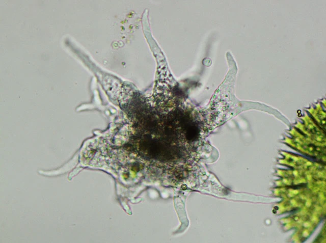 Pseudothecamoeba vesiculata