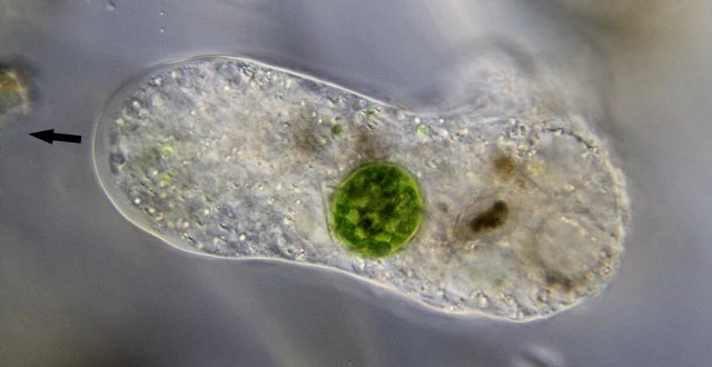 Pseudothecamoeba vesiculata