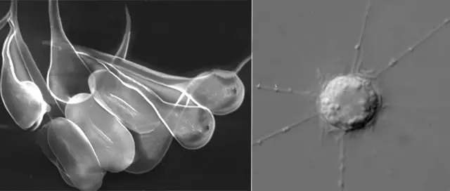 Pterocystis caudata