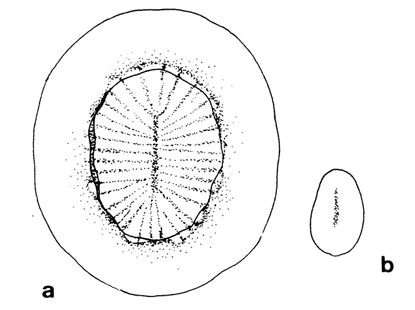 Pterocystis discoidea - Ferry Siemensma