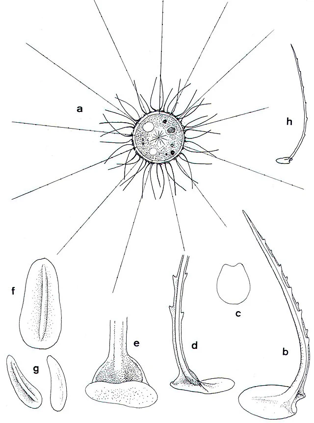Pterocystis echinata