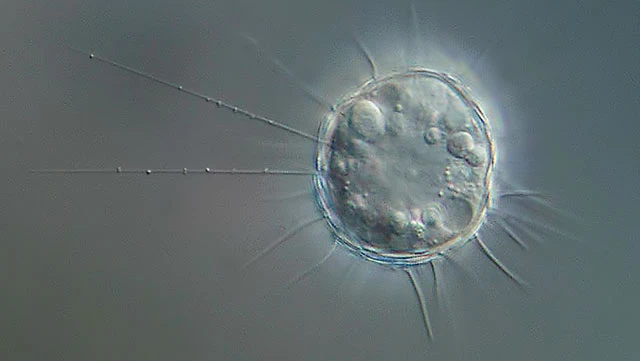 Raineriophrys erinaceoides