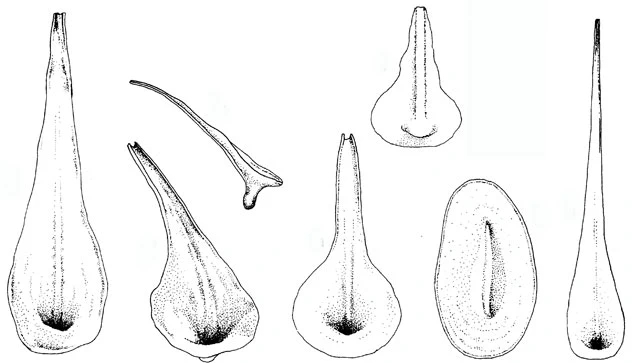 Pterocystis foliacea