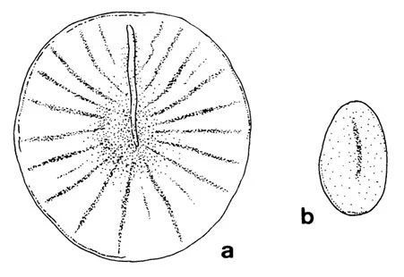 Pterocystis formosa - Ferry Siemensma