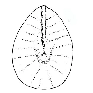 Pterocystis ovata