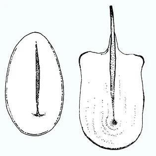 Pterocystis paliformis