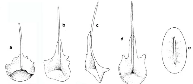 Pterocystis pinnata