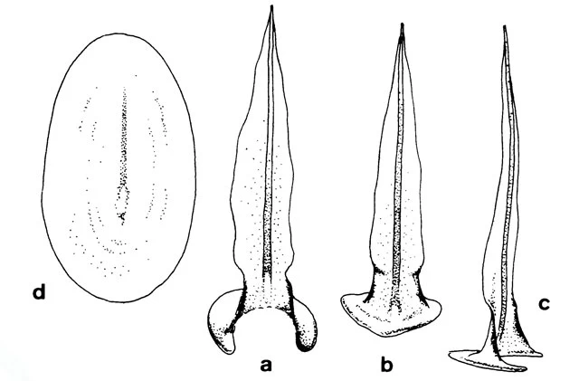 Pterocystis scaposa