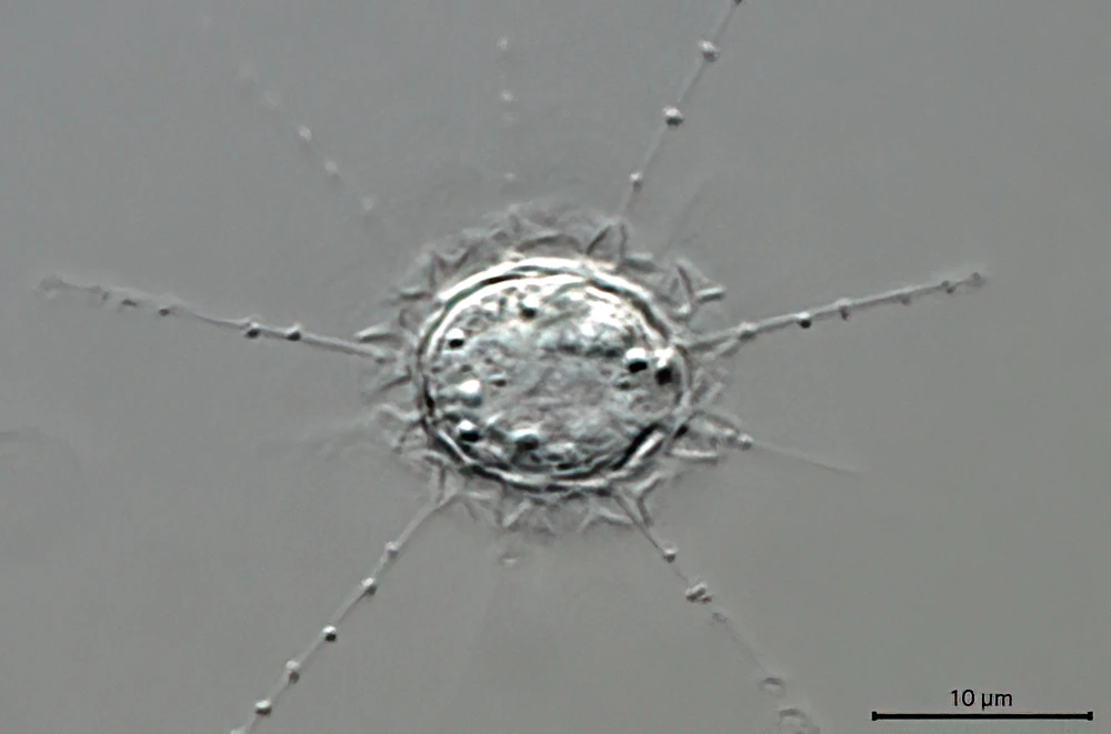 Pterocystis spec.