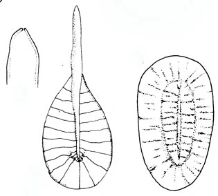 Pterocystis striata